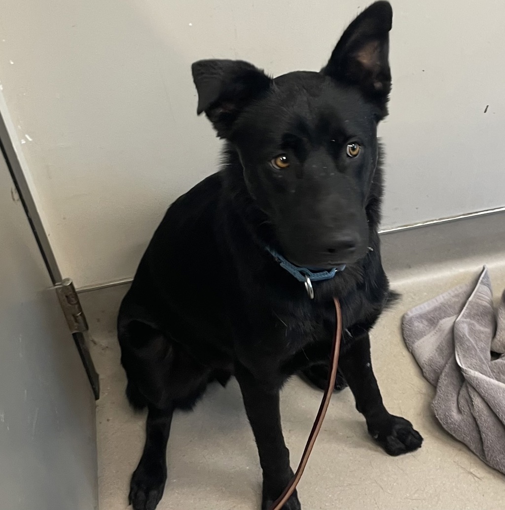 Shelter Stray Male Dog last seen Near E Madison Avenue, El Cajon, CA, 92021, El Cajon, CA 92020