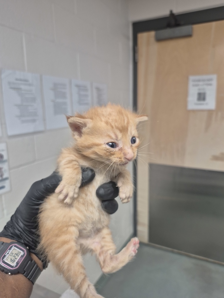 Shelter Stray Male Cat last seen Near Old Brick Court, RALEIGH, NC, 27616, Raleigh, NC 27610