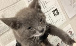 Shelter Stray Male Cat last seen Poplar, WENDELL, NC, 27591, Raleigh, NC 27610