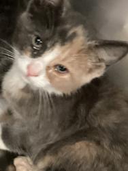 Shelter Stray Female Cat last seen Poplar, WENDELL, NC, 27591, Raleigh, NC 27610