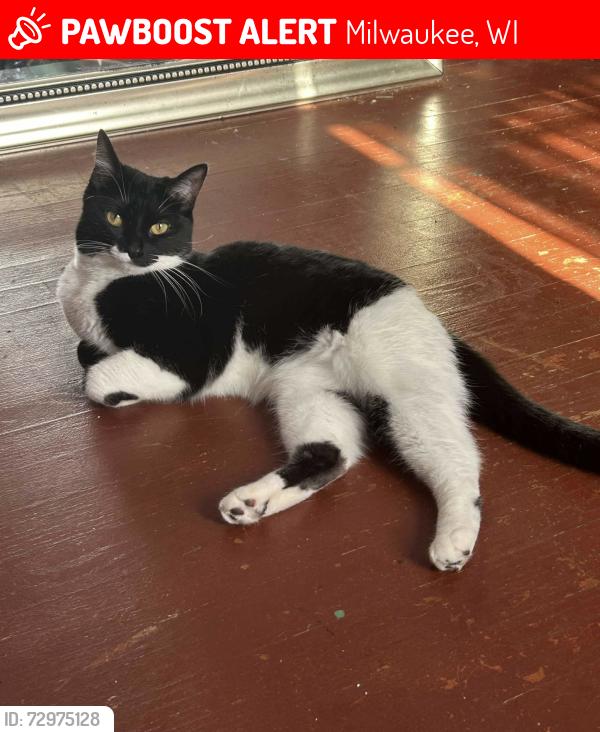 Lost Female Cat last seen Jackson park , W Cleveland AVE , Milwaukee, WI 53219