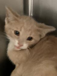Shelter Stray Male Cat last seen Poplar, WENDELL, NC, 27591, Raleigh, NC 27610
