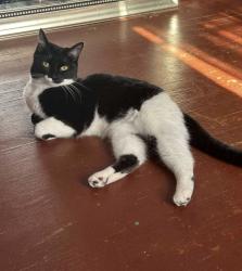 Lost Female Cat last seen Jackson park , W Cleveland AVE , Milwaukee, WI 53219