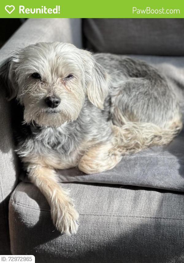Reunited Female Dog last seen 48th & Kingsessing, Philadelphia, PA 19143