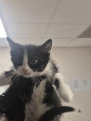 Shelter Stray Female Cat last seen Near Hawks View Court, FUQUAY VARINA, NC, 27526, Raleigh, NC 27610