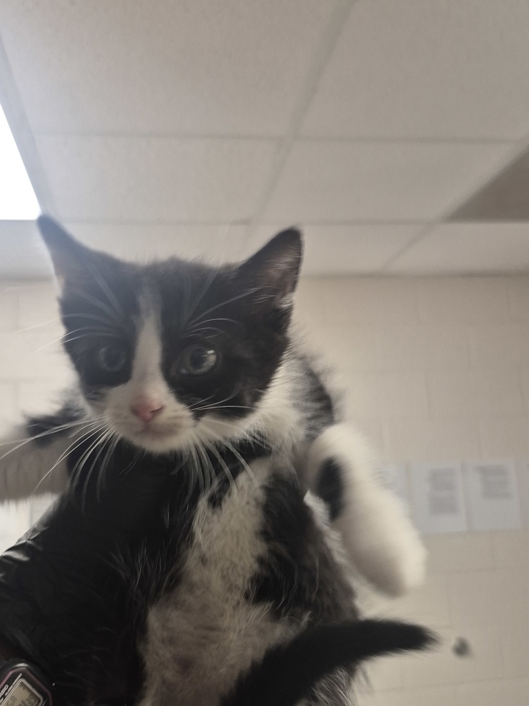 Shelter Stray Female Cat last seen Near Hawks View Court, FUQUAY VARINA, NC, 27526, Raleigh, NC 27610