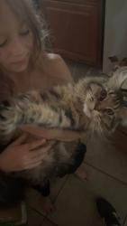Lost Female Cat last seen Olympic ave , Joshua Tree, CA 92252