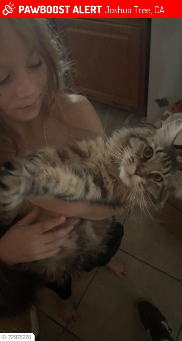 Lost Female Cat last seen Olympic ave , Joshua Tree, CA 92252