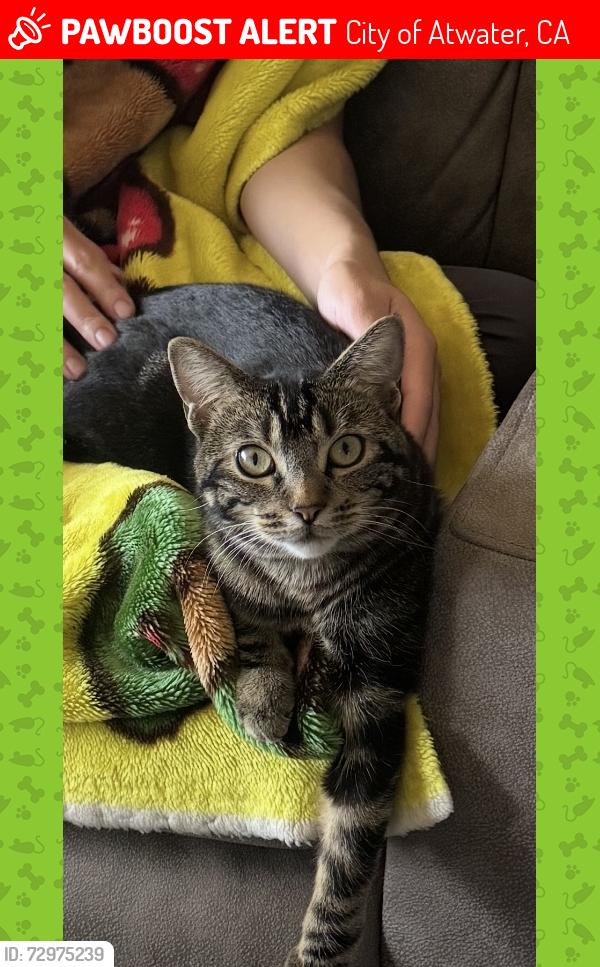 Lost Female Cat last seen Near Maritime Court, City of Atwater, CA 95301