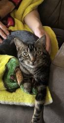 Lost Female Cat last seen Near Maritime Court, City of Atwater, CA 95301