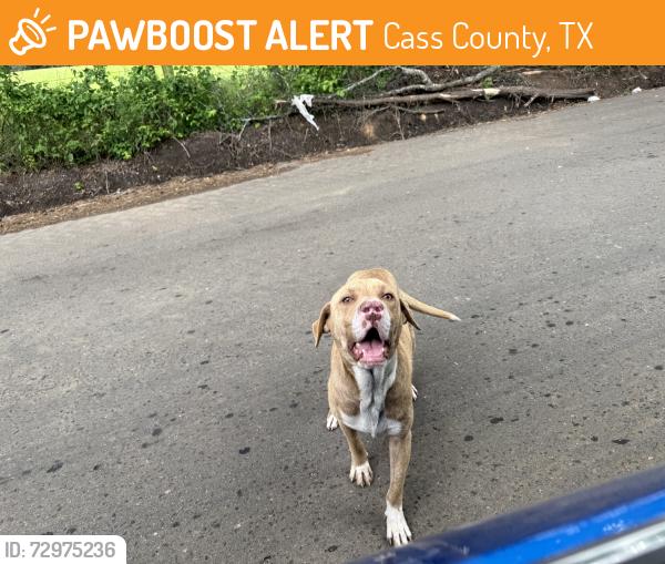 Found/Stray Unknown Dog last seen nothing of note nearby :(, Cass County, TX 75572
