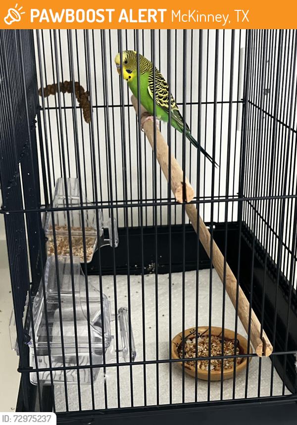Found/Stray Male Bird last seen Ridge Road and Habersham Way, McKinney, TX 75071
