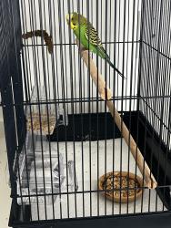 Found/Stray Male Bird last seen Ridge Road and Habersham Way, McKinney, TX 75071
