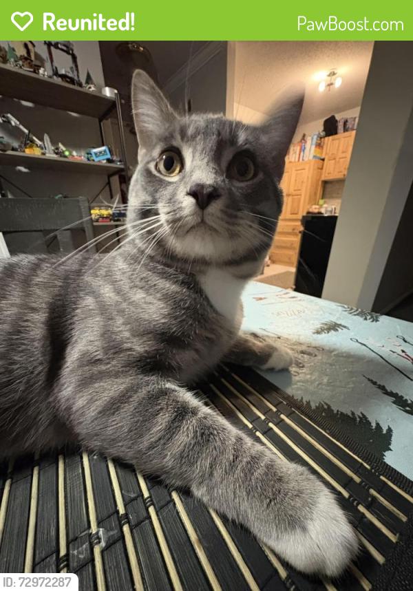 Reunited Male Cat last seen Masonville mall, London, ON 