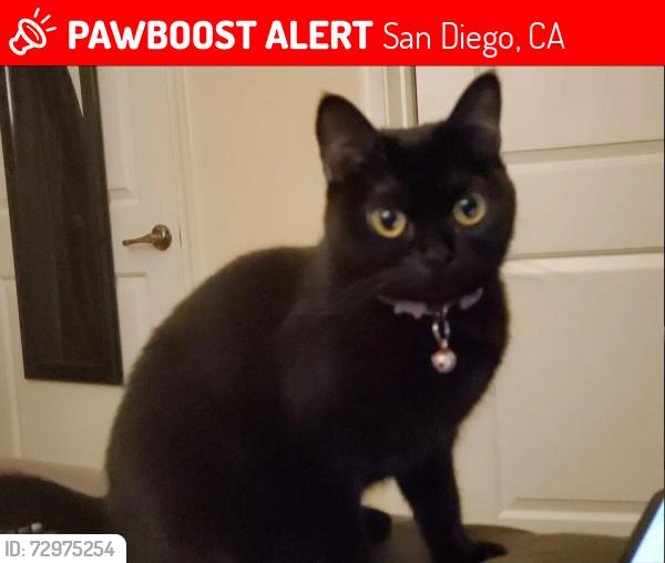 Lost Female Cat last seen Florida st, San Diego, CA 92104