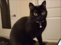 Lost Female Cat last seen Florida st, San Diego, CA 92104