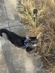 Reunited Male Cat last seen Near N Sawyer Ave, Chicago, IL 60647