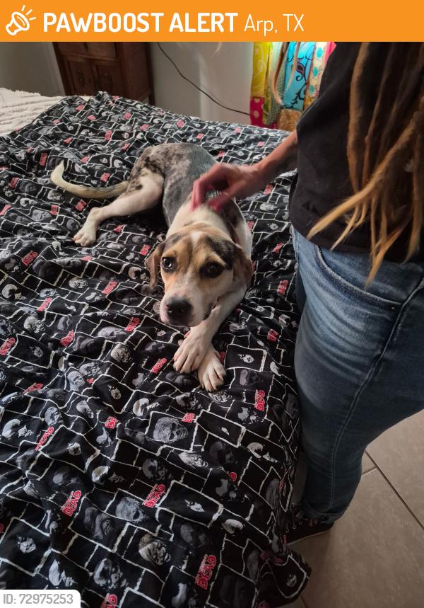 Found/Stray Female Dog last seen Arp texas, Arp, TX 75750