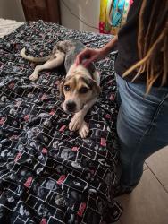 Found/Stray Female Dog last seen Arp texas, Arp, TX 75750