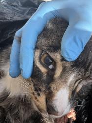 Found/Stray Unknown Cat last seen Field next to 711, in my possession now, Eugene, OR 97402