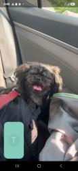 Found/Stray Unknown Dog last seen Marquis park, Rockford, IL 61104