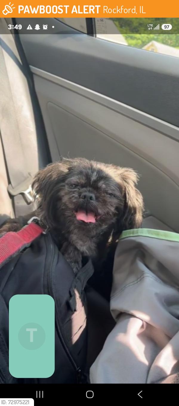 Found/Stray Unknown Dog last seen Marquis park, Rockford, IL 61104