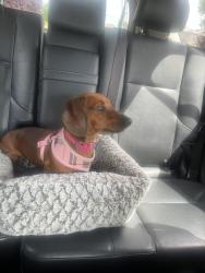 Reunited Female Dog last seen East Bidwell and Broadstone, Folsom, CA 95630