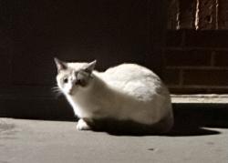 Found/Stray Unknown Cat last seen Casey’s N Benson Rd, Sioux Falls, SD 57104