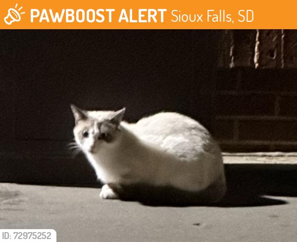 Found/Stray Unknown Cat last seen Casey’s N Benson Rd, Sioux Falls, SD 57104