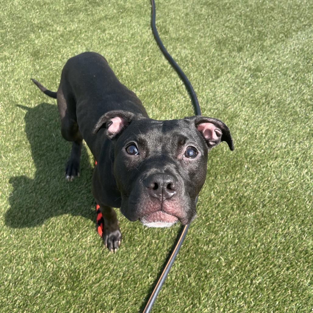 Shelter Stray Female Dog last seen , Animal Care & Control Team of Philly, 111 W Hunting Park Ave, Philadelphia, PA 19140, USA