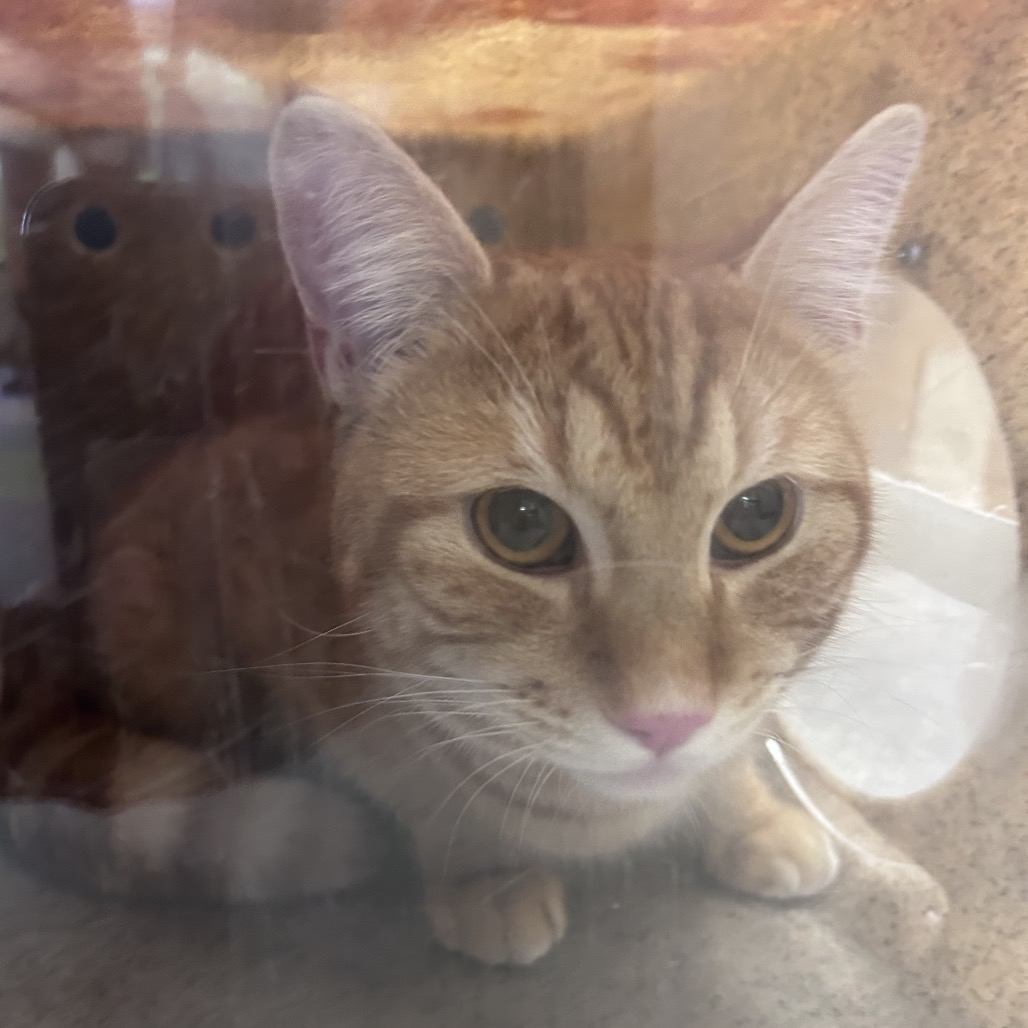 Shelter Stray Male Cat last seen , Philadelphia, PA 19140