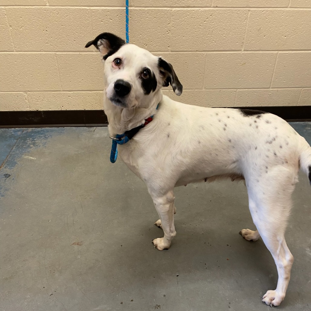 Shelter Stray Female Dog last seen , Memphis, TN 38133