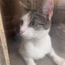 Shelter Stray Female Cat last seen , Philadelphia, PA 19140