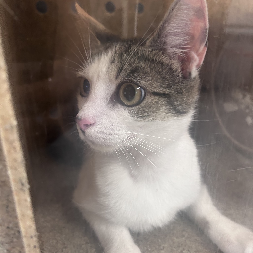 Shelter Stray Female Cat last seen , Philadelphia, PA 19140