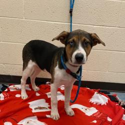 Shelter Stray Female Dog last seen , Memphis, TN 38133
