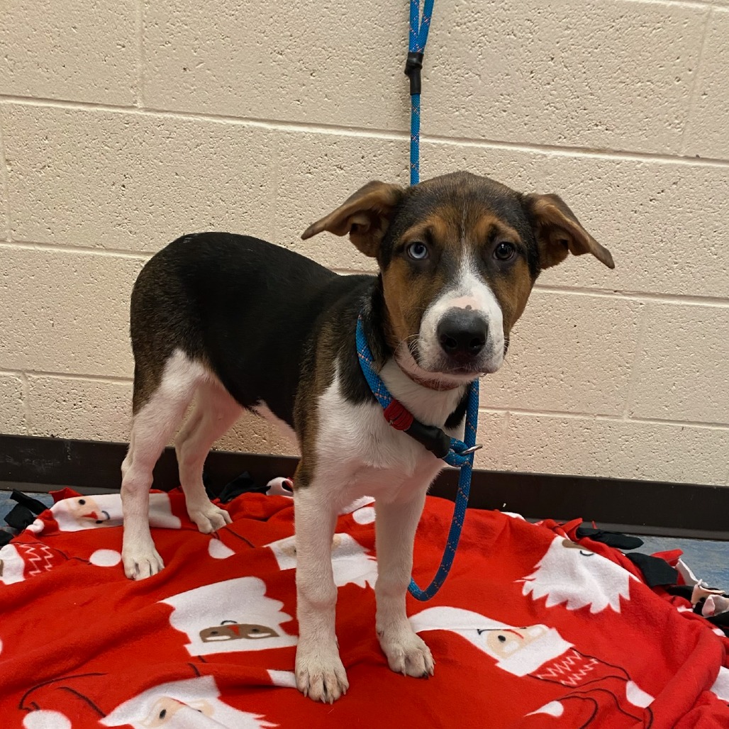 Shelter Stray Female Dog last seen , Memphis, TN 38133