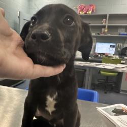 Shelter Stray Male Dog last seen , Greensboro, NC 27409