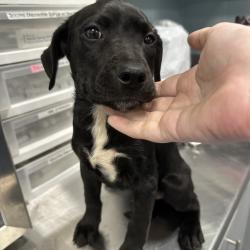 Shelter Stray Male Dog last seen , Greensboro, NC 27409