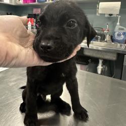 Shelter Stray Male Dog last seen , Greensboro, NC 27409