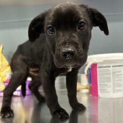 Shelter Stray Male Dog last seen , Greensboro, NC 27409
