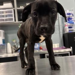 Shelter Stray Male Dog last seen , Greensboro, NC 27409