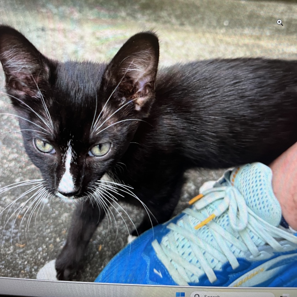 Shelter Stray Female Cat last seen , Greensboro, NC 27409