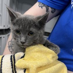 Shelter Stray Male Cat last seen , Greensboro, NC 27409