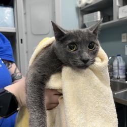 Shelter Stray Female Cat last seen , Greensboro, NC 27409