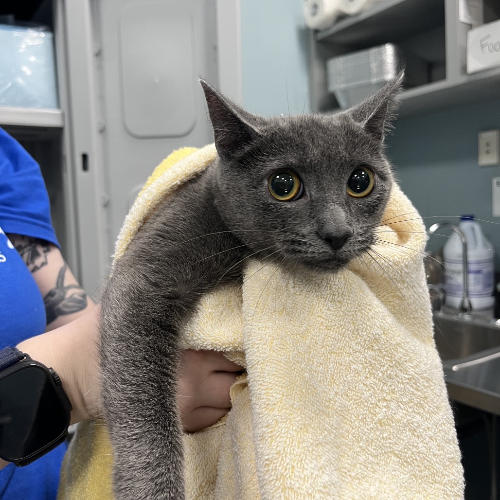 Shelter Stray Female Cat last seen , Greensboro, NC 27409