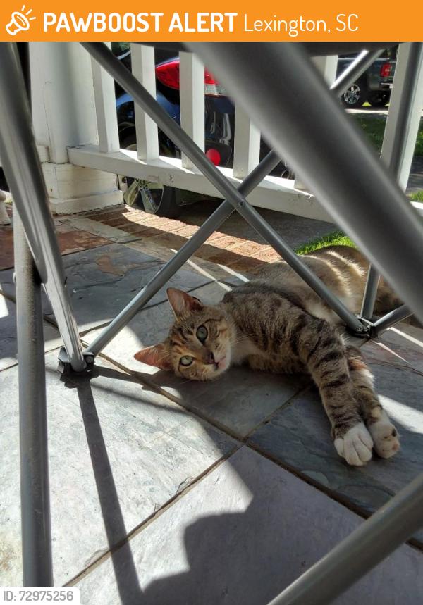 Found/Stray Female Cat last seen Oakgrove, Lexington, SC 29072