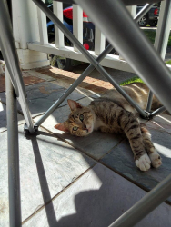 Found/Stray Female Cat last seen Oakgrove, Lexington, SC 29072