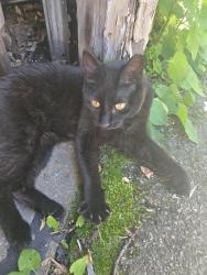 Found/Stray Female Cat last seen Near Richmond and commercial , Appleton, WI 54914