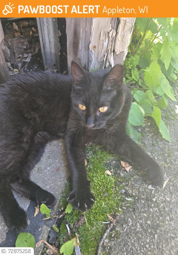 Found/Stray Female Cat last seen Near Richmond and commercial , Appleton, WI 54914