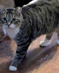 Reunited Female Cat last seen Old Lexington Highway between Sid Bickley Road and Stucks Point Drive in Chapin, SC, Chapin, SC 29036